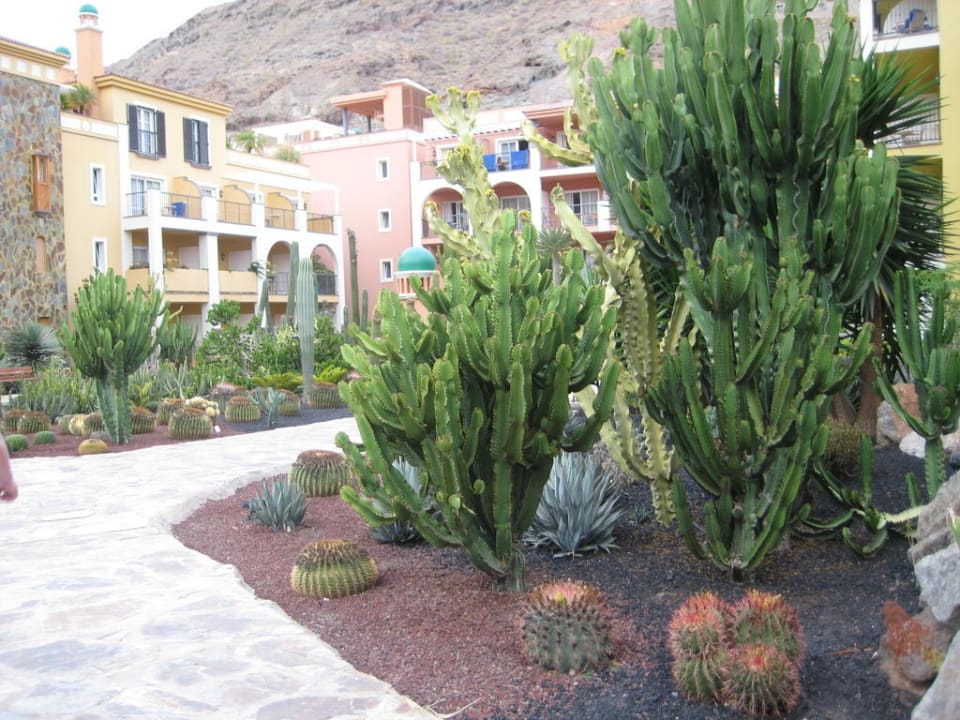 Der Kakteengarten Hotel Cordial Mogán Playa