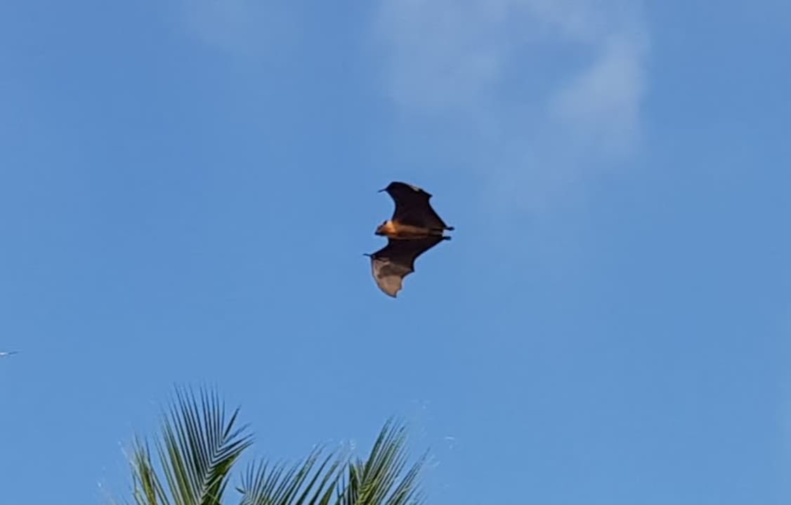 Sonstiges Kuramathi Maldives