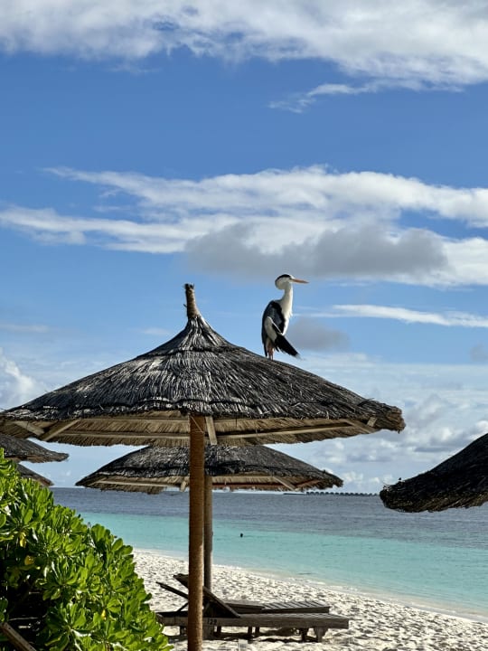 Strand NH Collection Maldives Reethi Resort