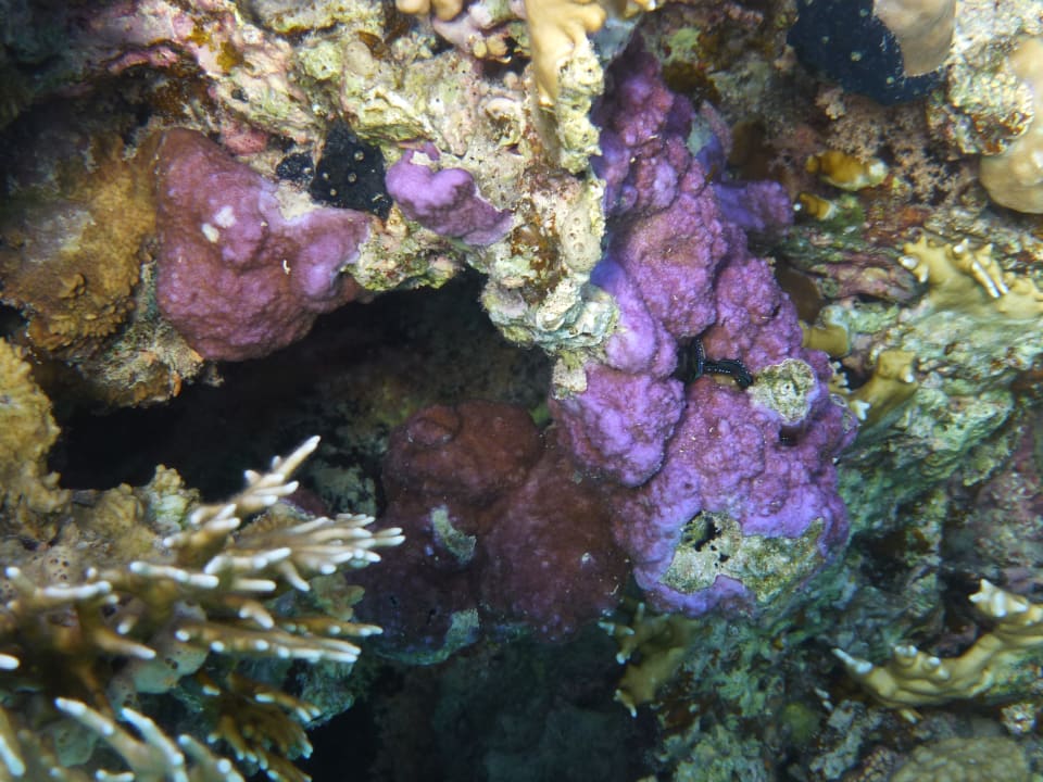 Sport & Freizeit Hotel Sheraton Soma Bay Resort