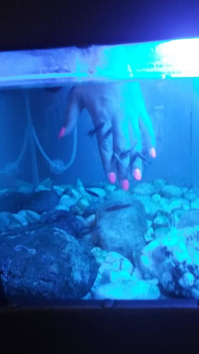 Knabberfische im Wellnessbereich Adalya Ocean Deluxe