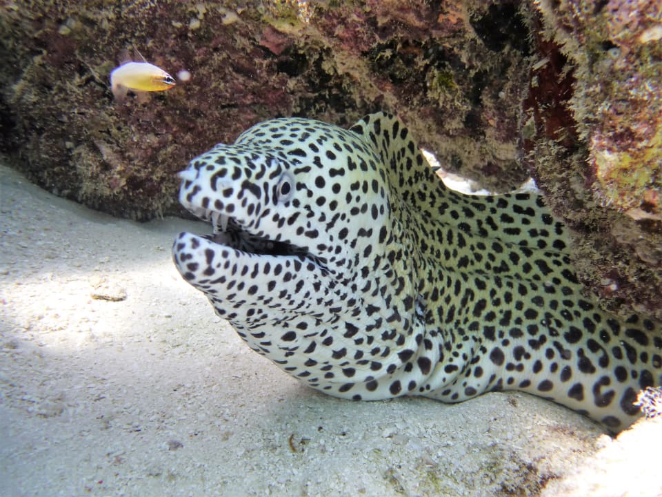 Sport & Freizeit NH Collection Maldives Reethi Resort