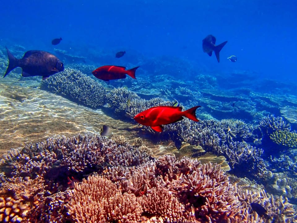 Am Haus Riff Diamonds Thudufushi