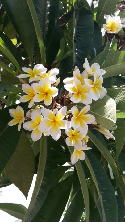 Gartenanlage Hotel Kathrin Beach