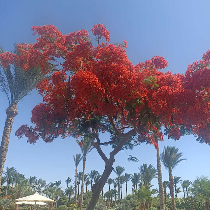 Gartenanlage Steigenberger ALDAU Beach Hotel
