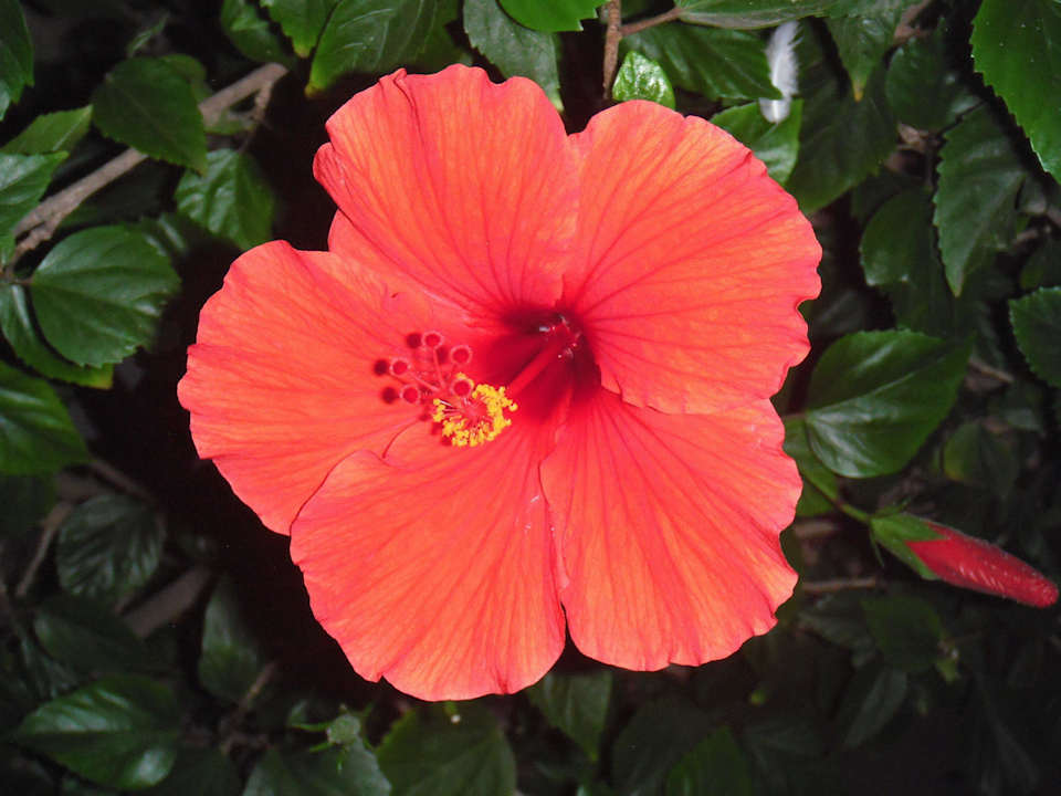 Traumhaft schön ,diese Blume The Club Hammamet