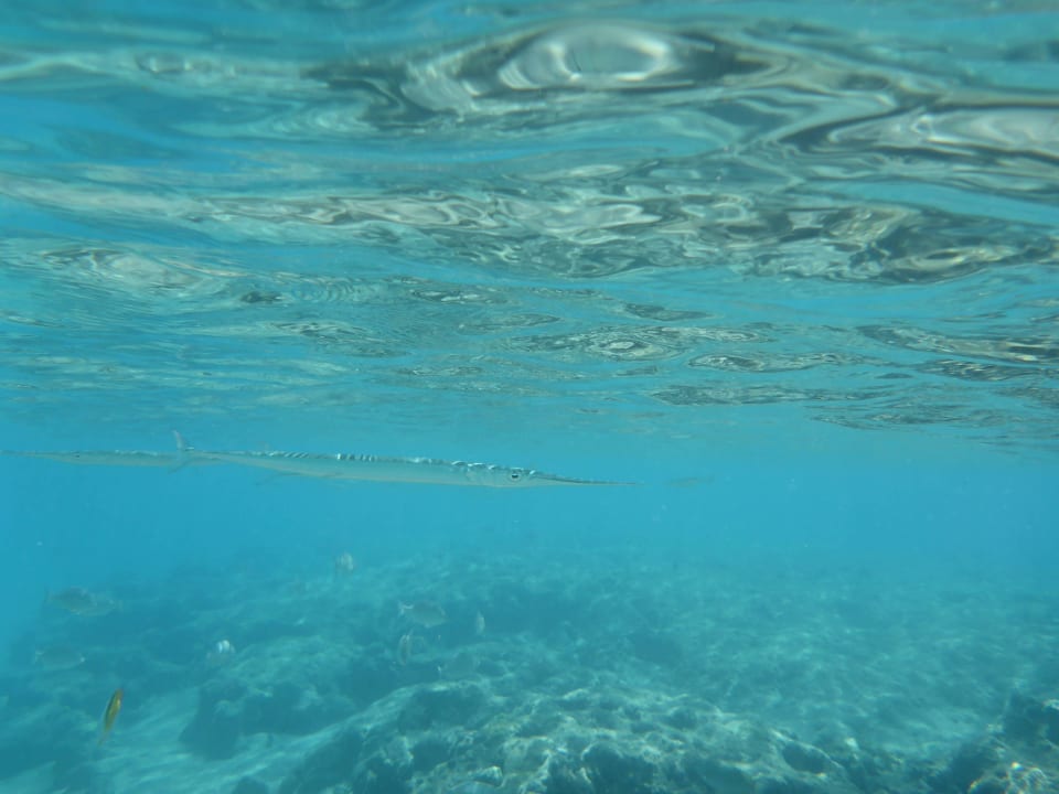 Schnorcheln am Hotel Beach Albatros Resort