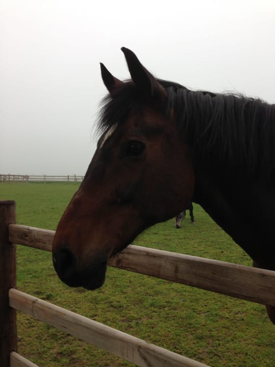 Haustiere Gut Hohenholz