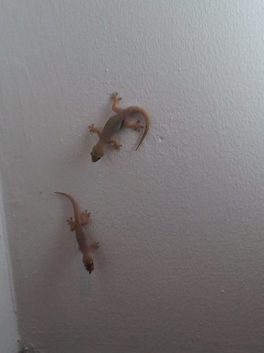 Gecko-Freunde im Bad Meeru Maldives Resort Island