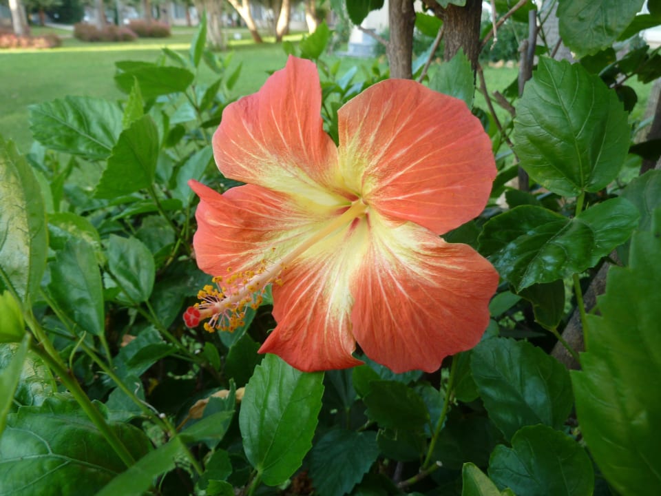 Schöne Blüte Labranda Alantur Resort