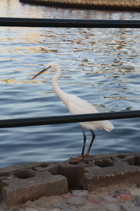 Vogel an der Hotellagune Pickalbatros Dana Beach Resort - Hurghada