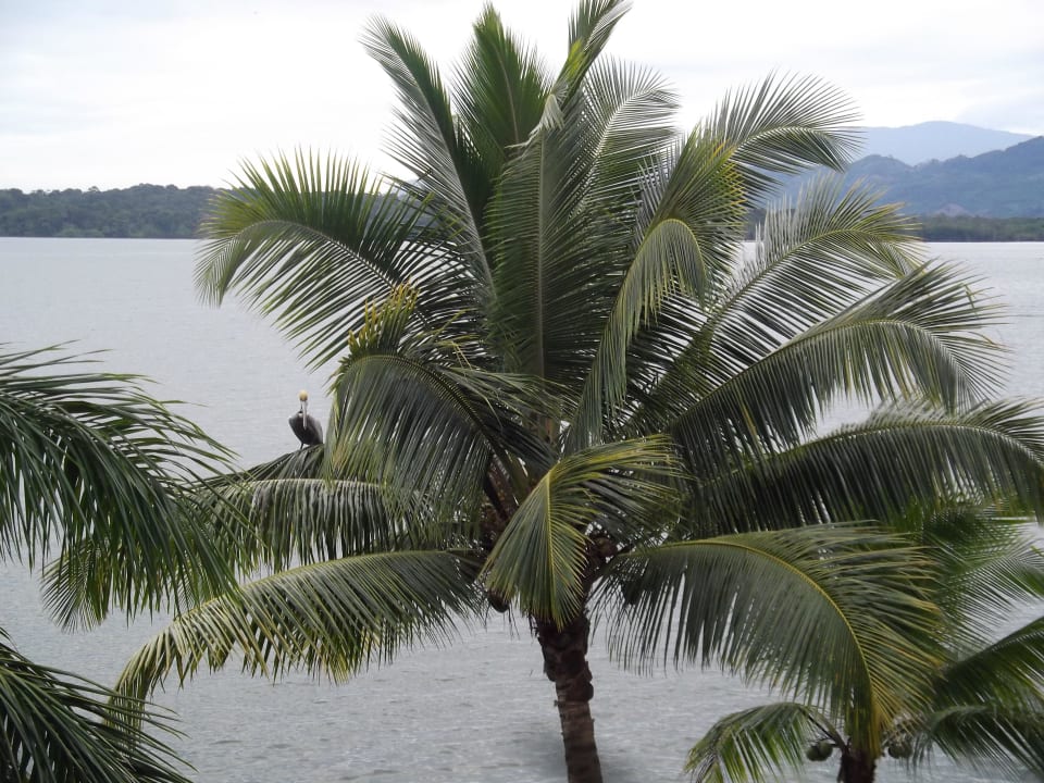Pelikan auf der Palme Villa Caribe