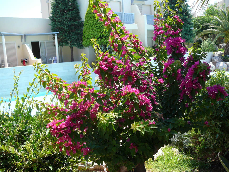 Augenweide Phãea Cretan Malia