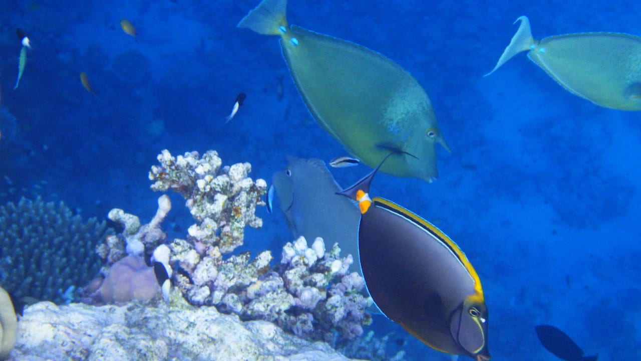 Sport & Freizeit Hotel Gorgonia Beach Resort