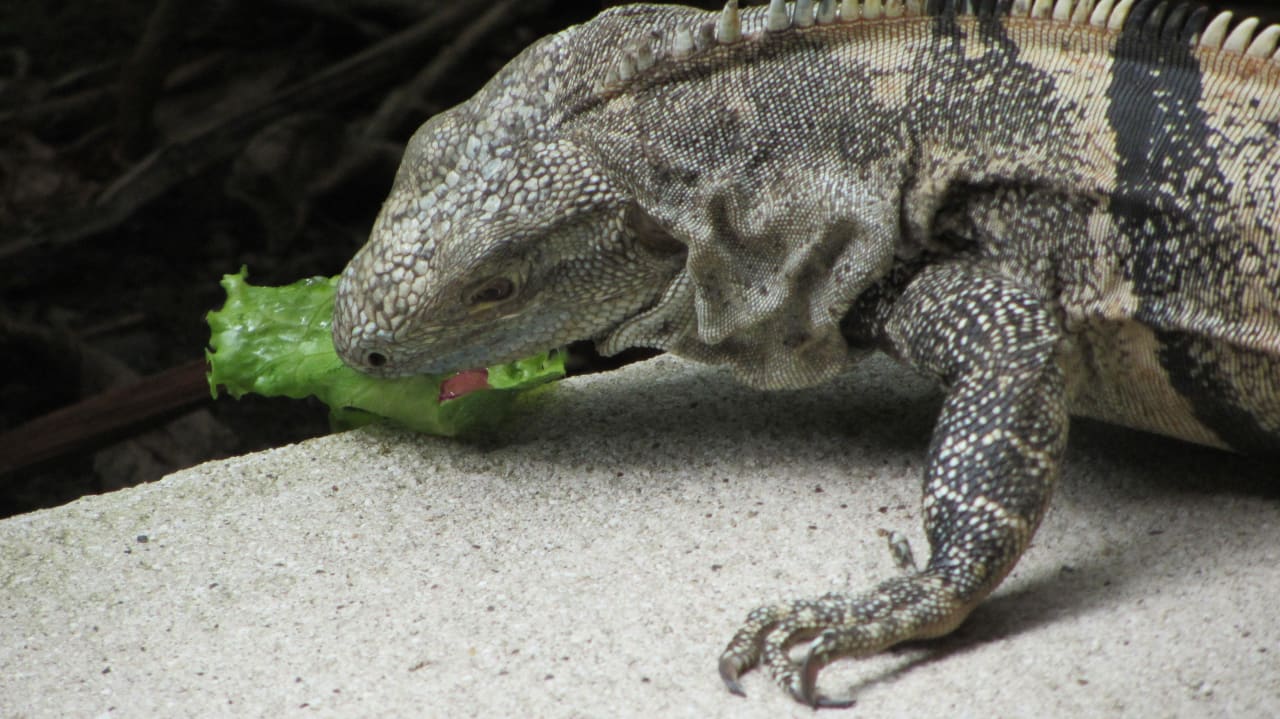 Haustier Leguan Hotel Pochote Grande