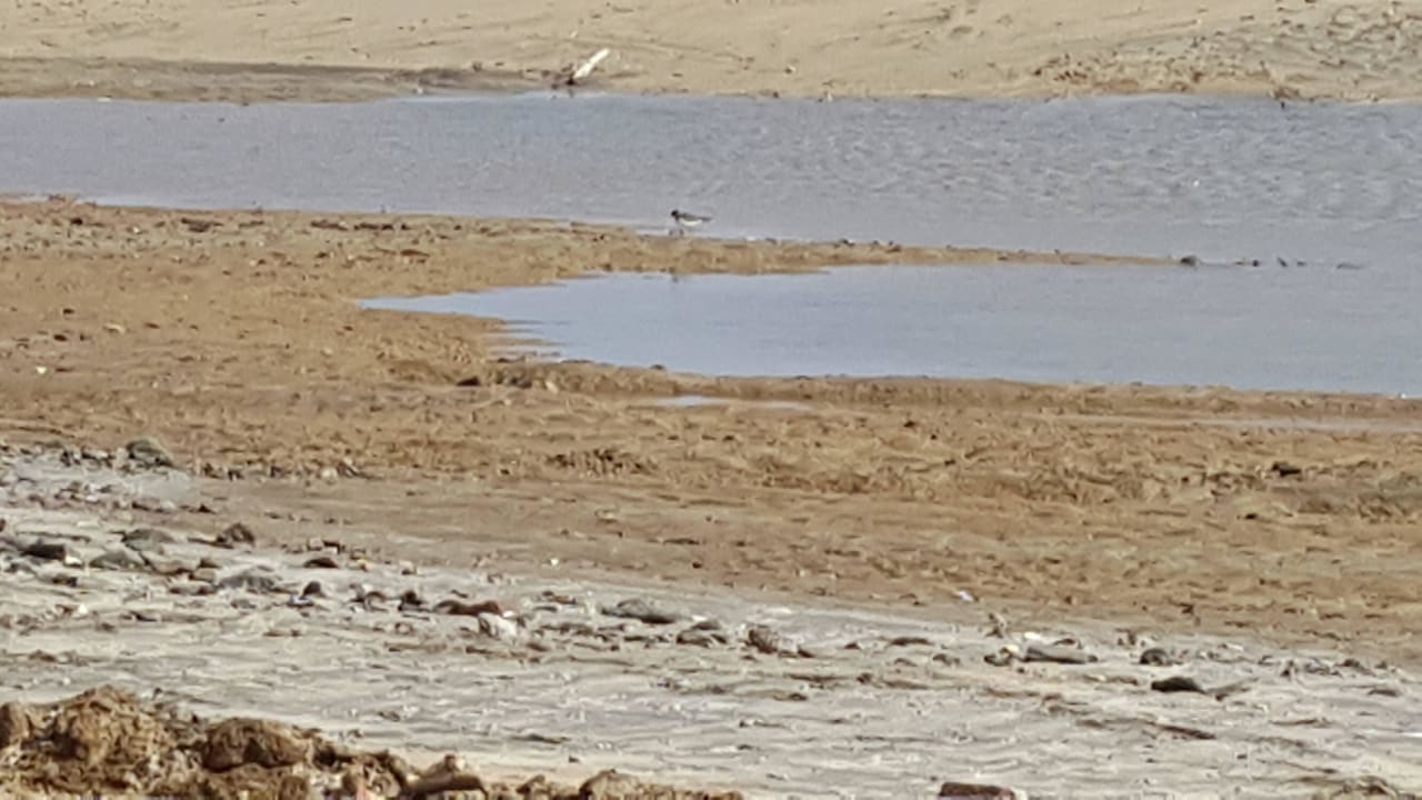 Der einzige Vogel, von den vielen die sonst da war Three Corners Equinox Beach Resort