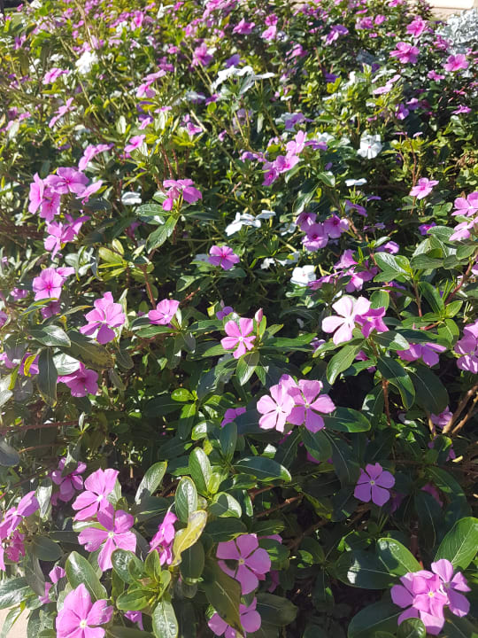 Gartenanlage Shams Prestige Abu Soma-Adults Only