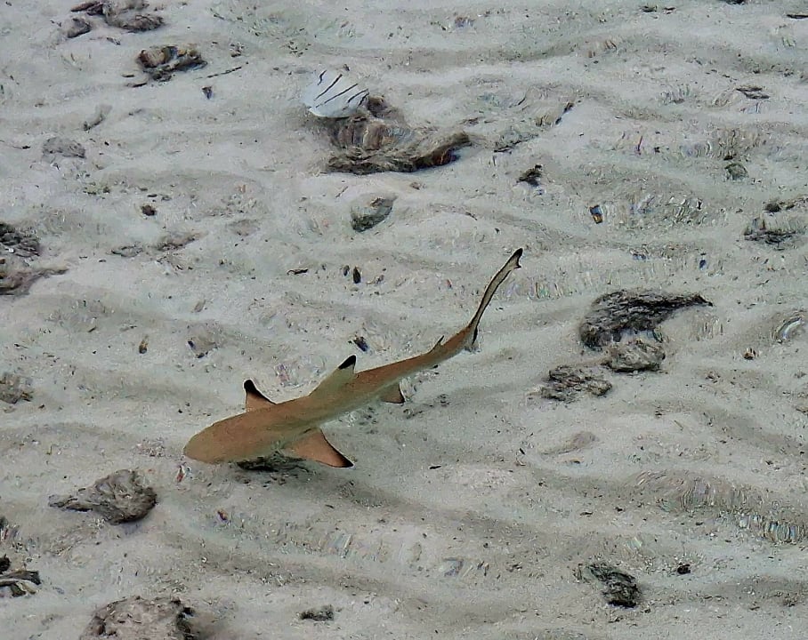 Strand Safari Island Maldives