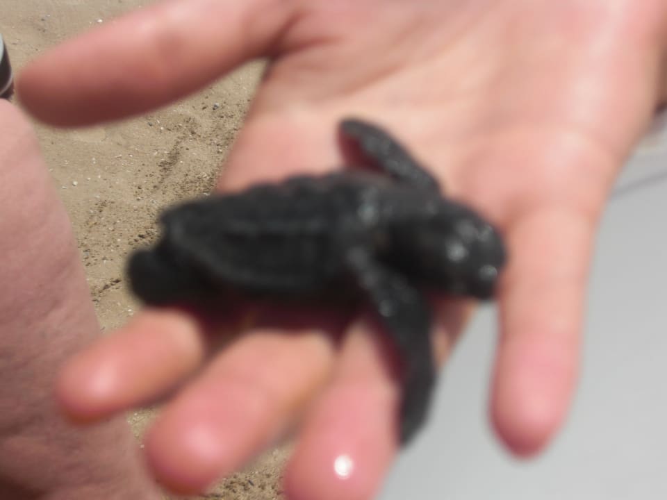 Schildkröte Hotel Defne Star