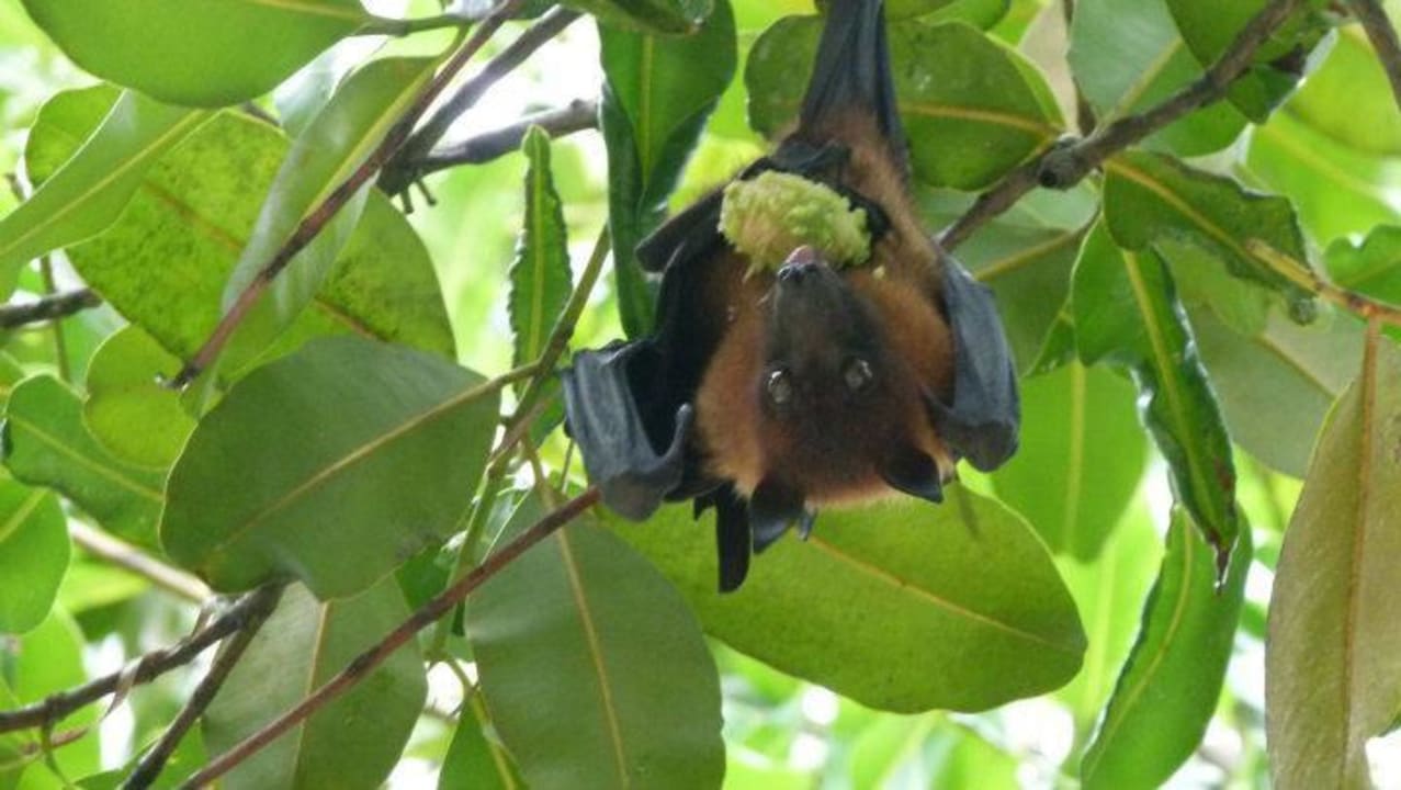 Flughund Kuramathi Maldives