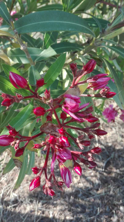 Gartenanlage Kresten Palace Hotel