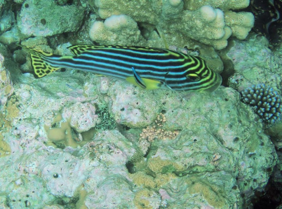 Schnorcheln am Hausriff Embudu Village