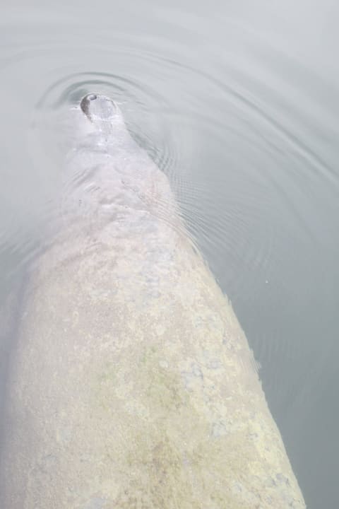 Besuch vom Manatee Hampton Inn Key Largo