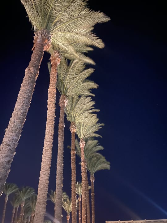 Außenansicht Beach Albatros Resort