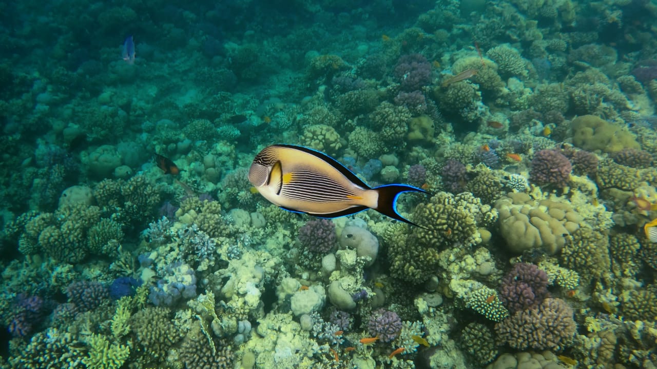 Sport & Freizeit Makadi Spa - Adults only