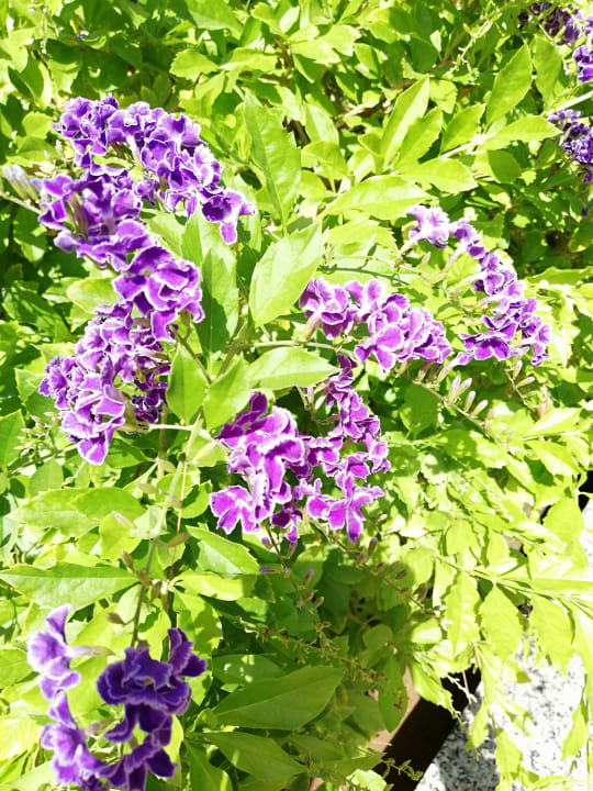 Gartenanlage Hotel Riu Gran Canaria