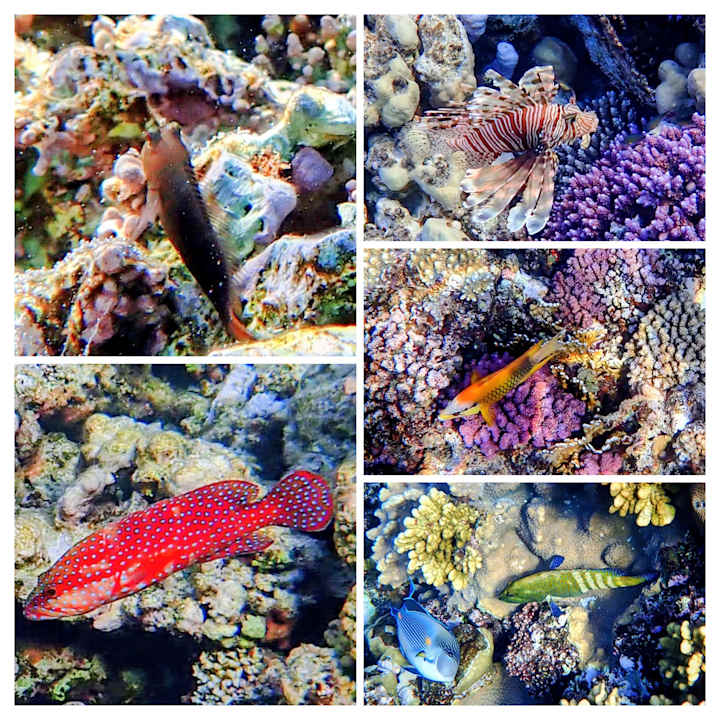 Strand Malikia Resort Abu Dabbab