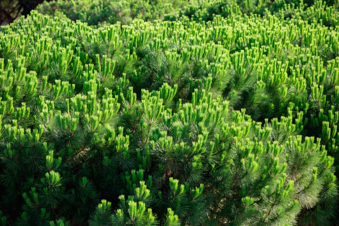 Ausblick Harvey Suites