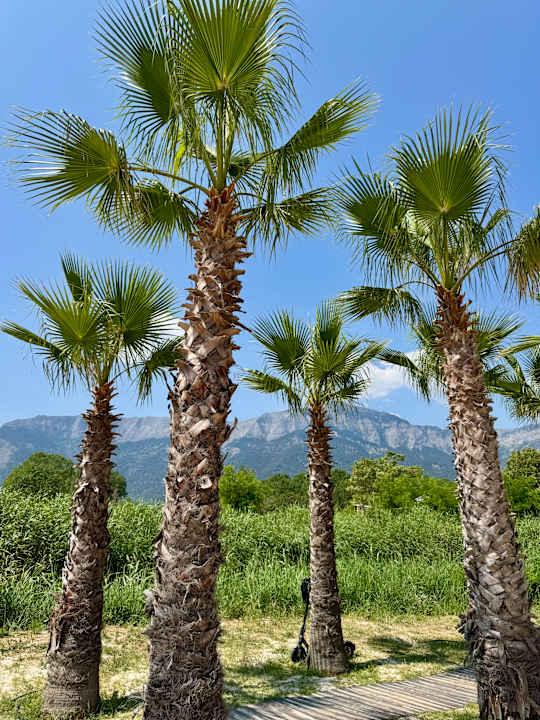 Strand Alexandra Golden Boutique - Adults only