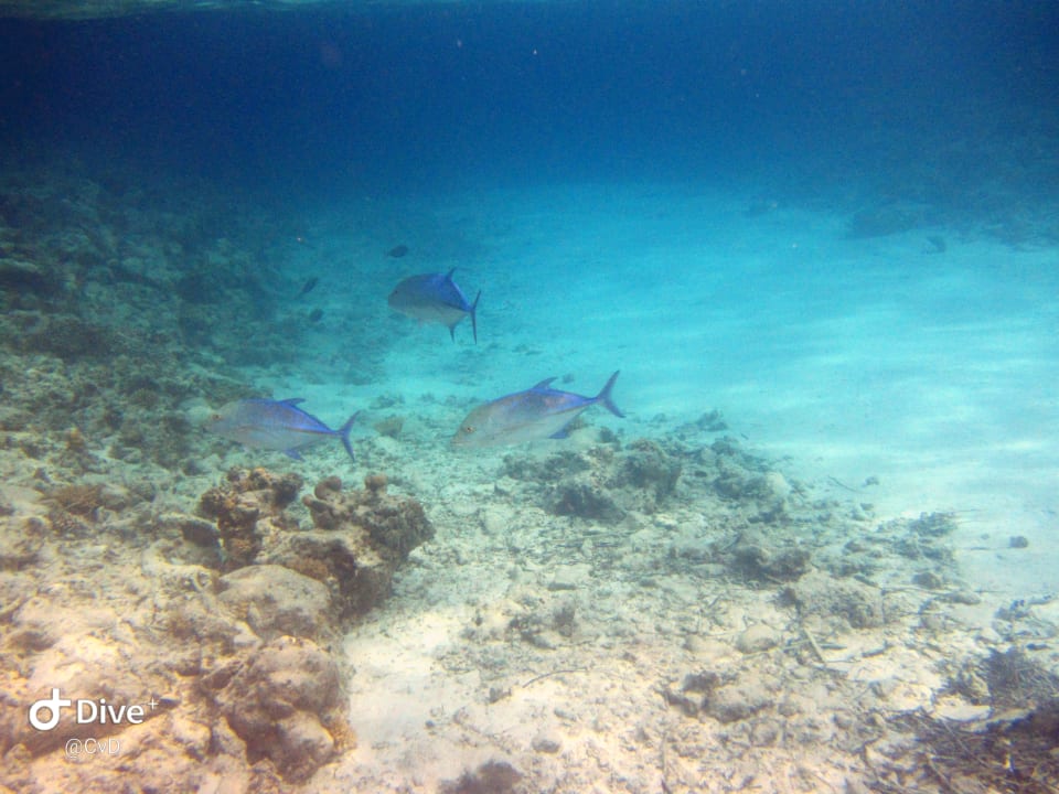 Sport & Freizeit NH Collection Maldives Havodda Resort