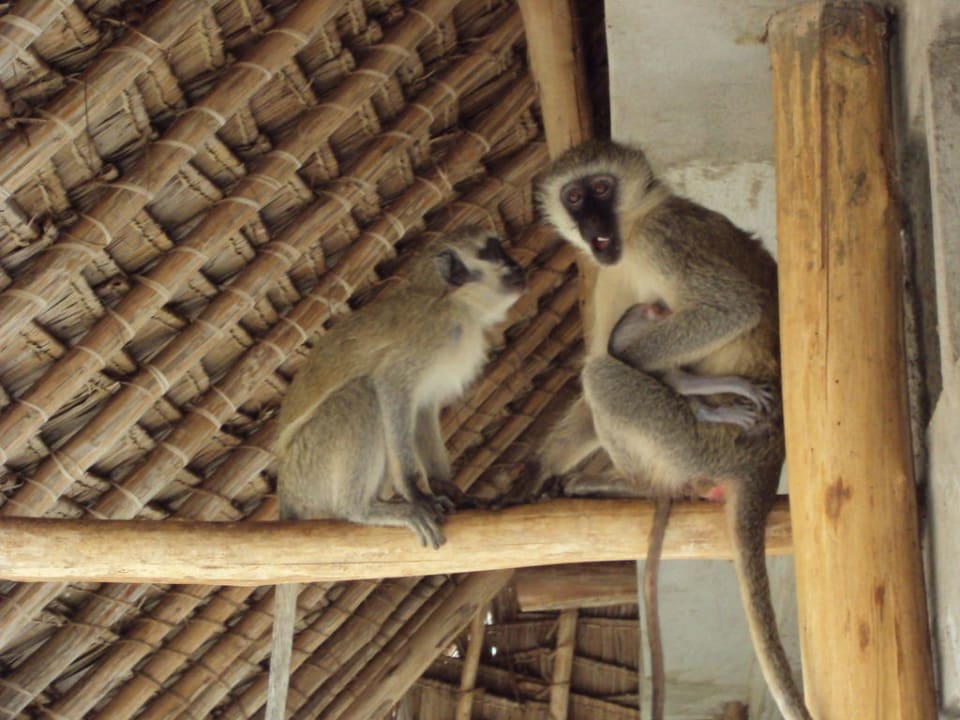 Affen  Voi Wildlife Lodge