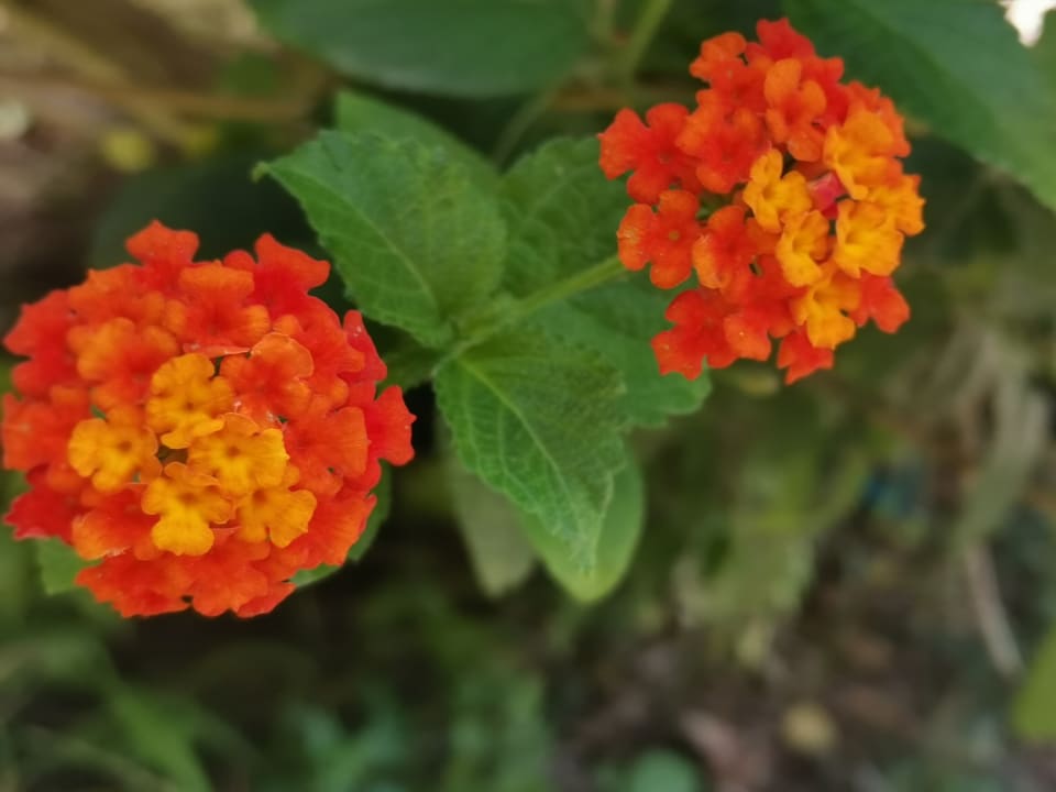 Gartenanlage BV Borgo del Principe