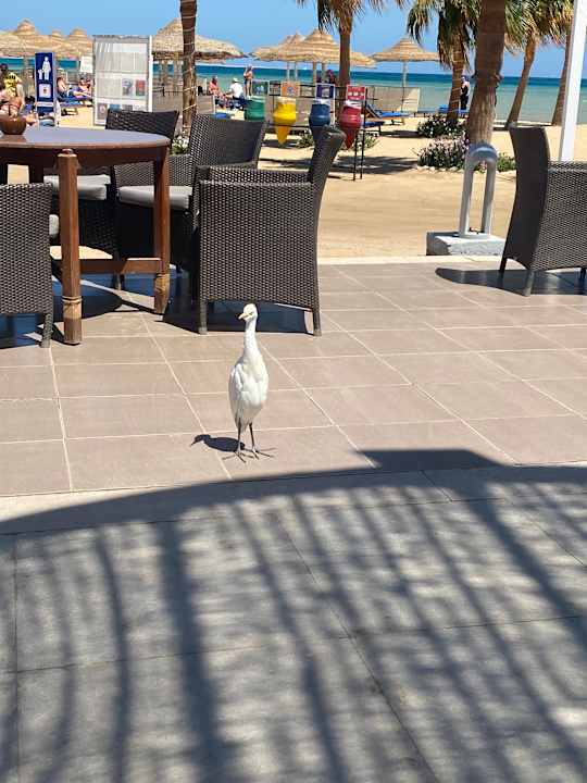 Sonstiges Amwaj Beach Club Abu Soma Resort