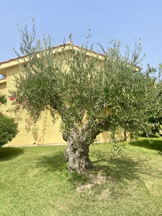 Gartenanlage Hotel Club Torre Marino