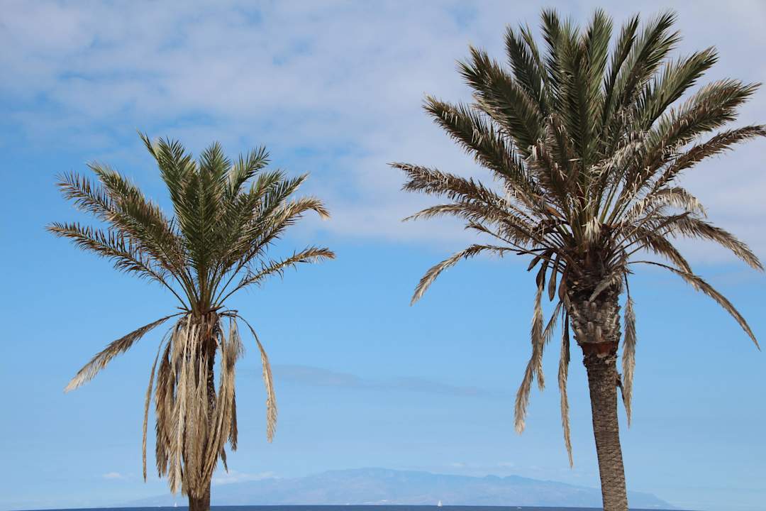 Hôtel H10 Las Palmeras - La Piscine H10 Las Palmeras