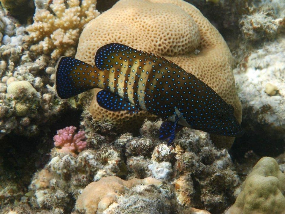 Schnorcheln am Hausriff Malikia Resort Abu Dabbab