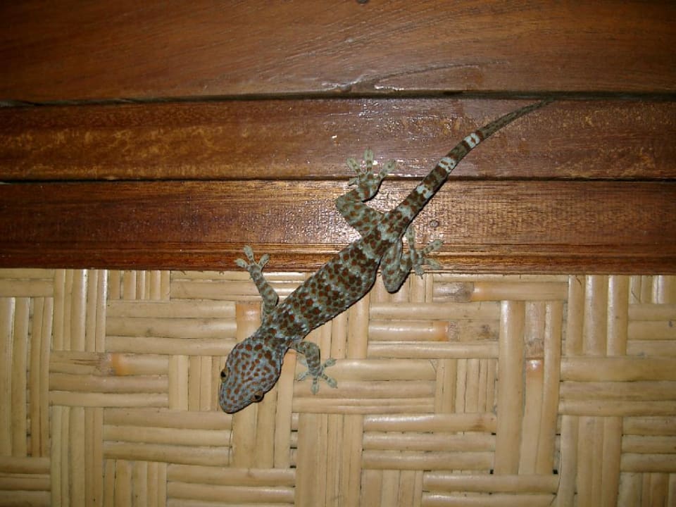 Gecko Hotel Gaia Oasis