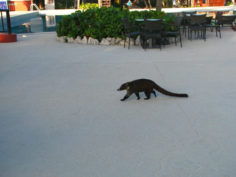 Früher Badegast Catalonia Playa Maroma