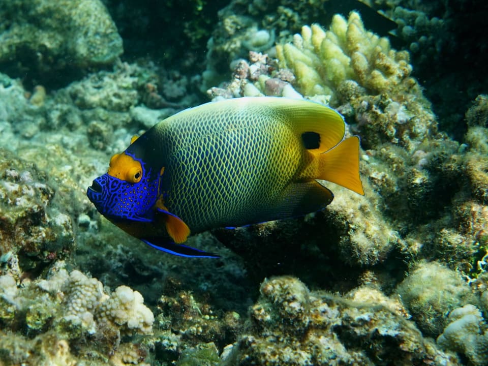 Schnorcheln ananea Diamonds Athuruga