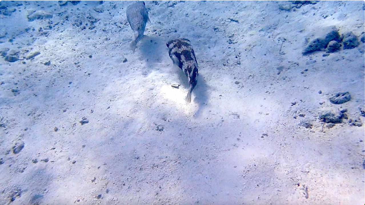 Sonstiges Vilamendhoo Island Resort & Spa