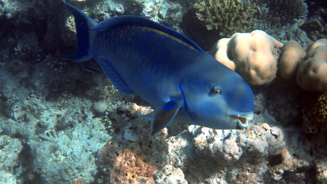 Sport & Freizeit NH Collection Maldives Havodda Resort