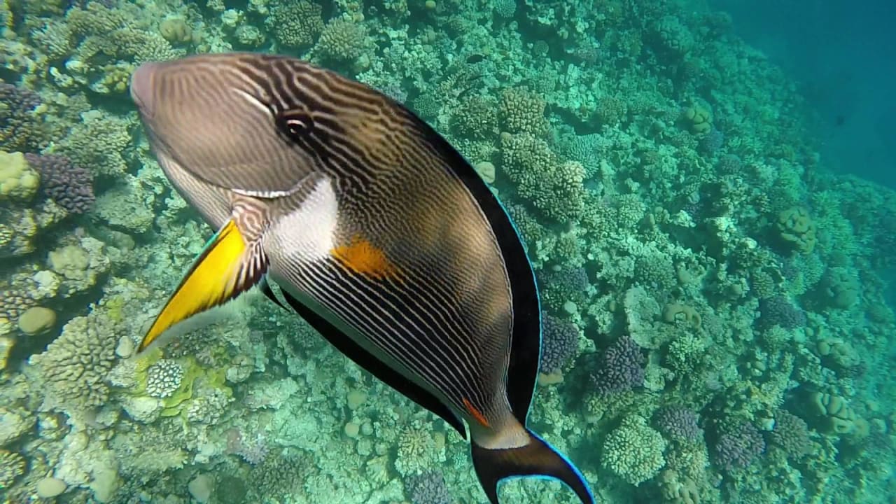 Immer wieder wunderschön Makadi Spa - Adults only