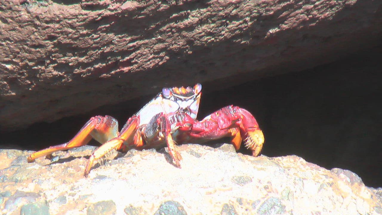 Krab LIVVO Costa Taurito