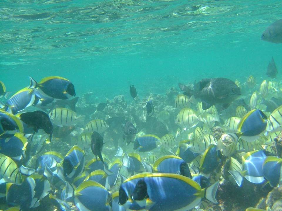 Farbenfroh Eri Maldives
