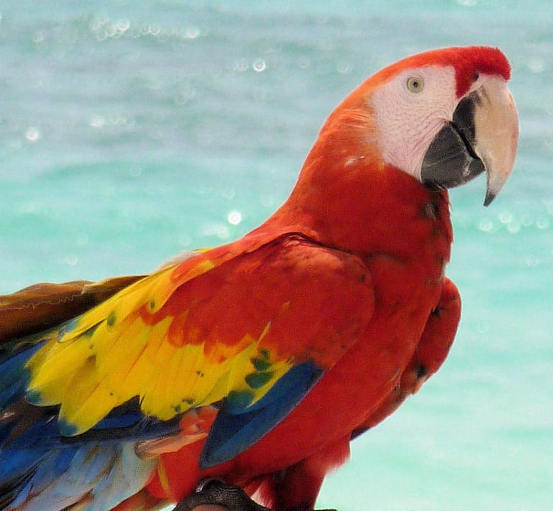 Tiere zum Fotografieren Catalonia Royal Tulum Beach & Spa Resort - Adults only