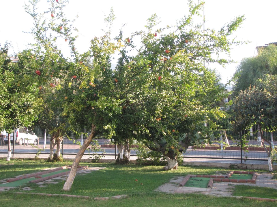 Atrakcje Hotelowe Hotel Banana Beach